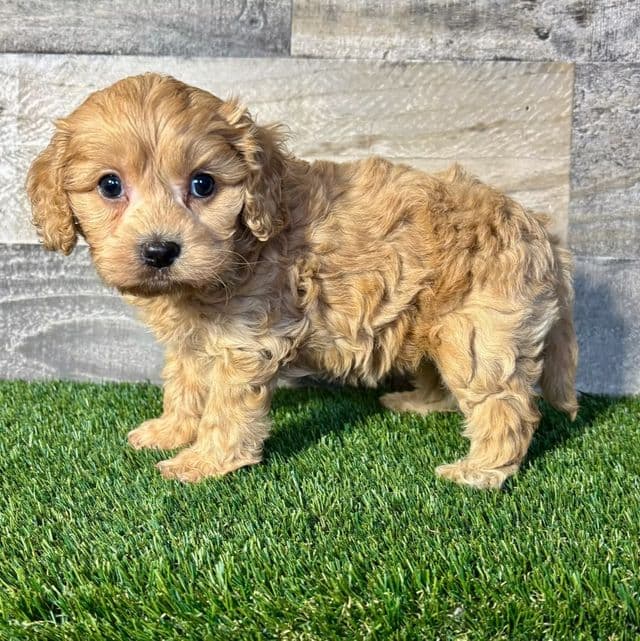 Cora - Cavapoo Female