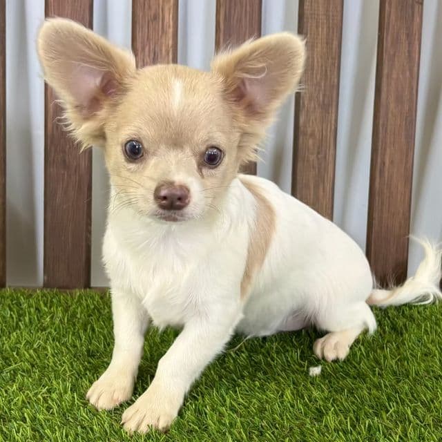 Lenny - Chihuahua Male