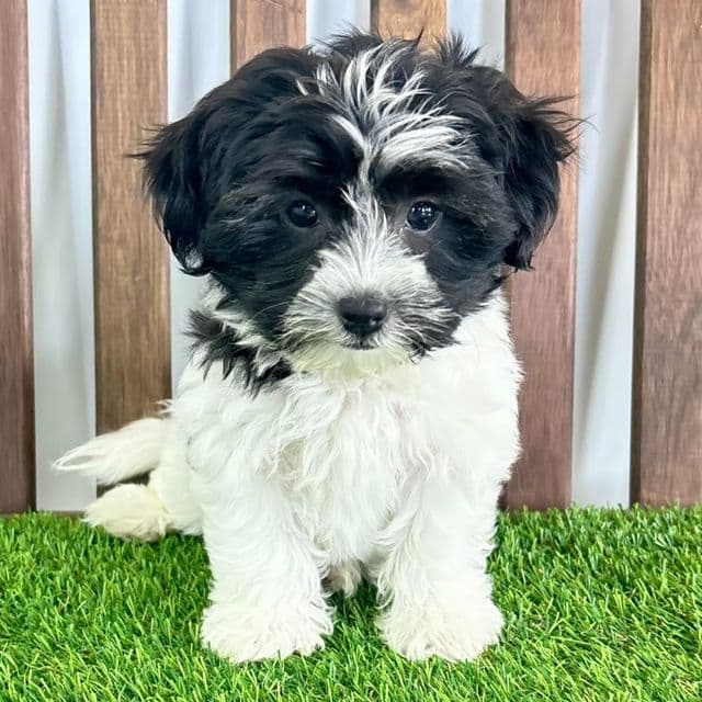 Heidi - Havanese Female
