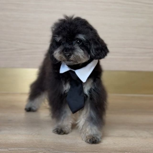 TEACUP PETER - Toy Poodle Male