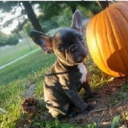 Blue Bell - French Bulldog Female