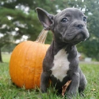 Blue Boy - French Bulldog Male