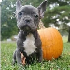 Slate Boy  - French Bulldog Male