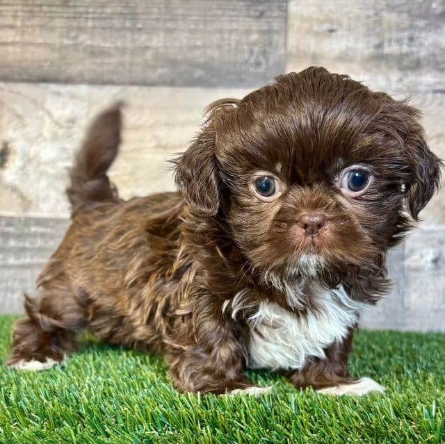 Simon - Shih Tzu Male