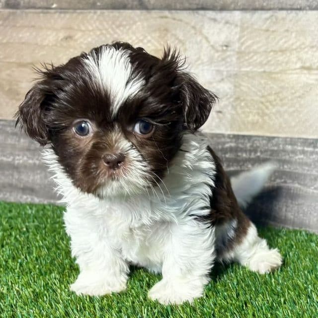 Sasha - Shih Tzu Female