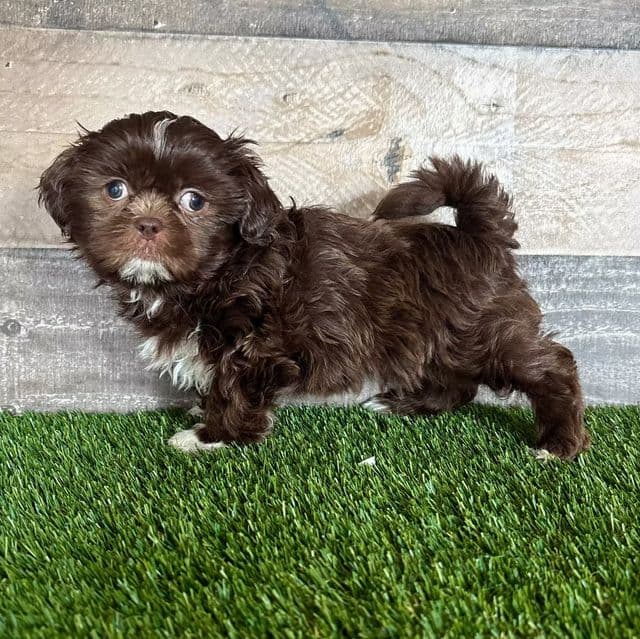 Sutton - Shih Tzu Male
