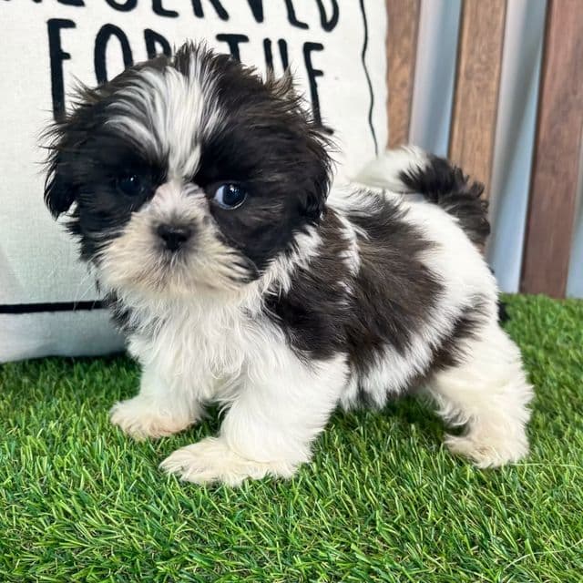 Skye - Shih Tzu Female