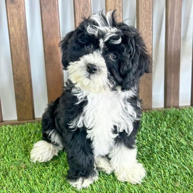 Saige - Shih-Poo Female