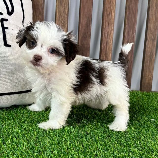 Floyd - Shih-Poo Male