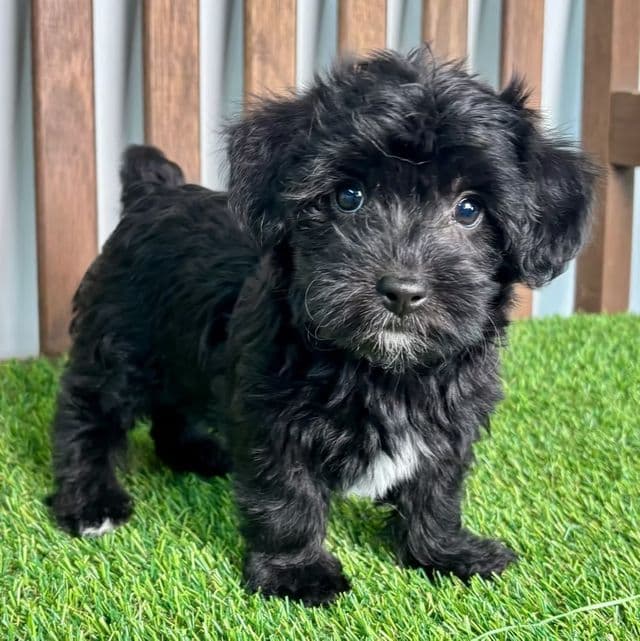 Yoci - Yorkipoo Female
