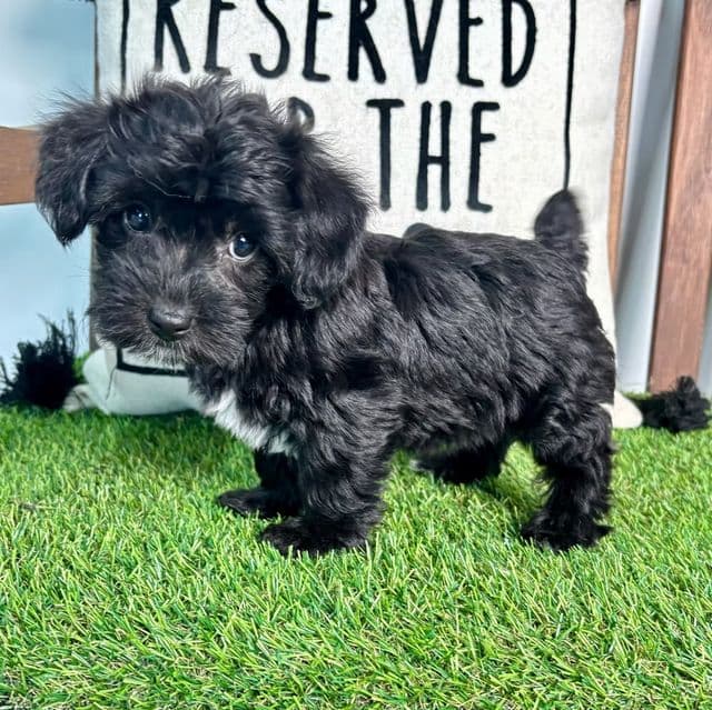 Yoci - Yorkipoo Female