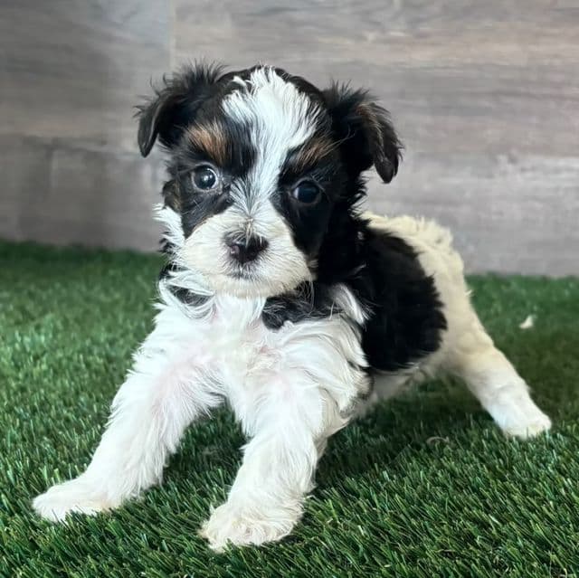 Griffin - Yorkipoo Male