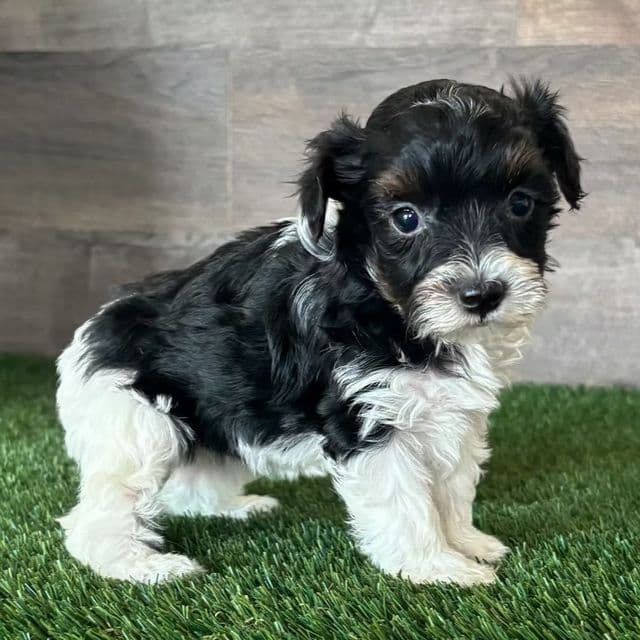 Grace - Yorkipoo Female