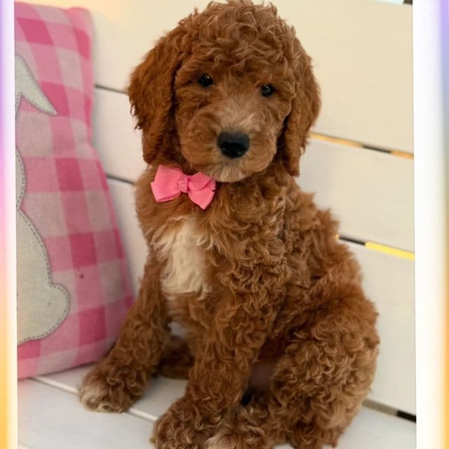 CUMIN - Standard Poodle Male