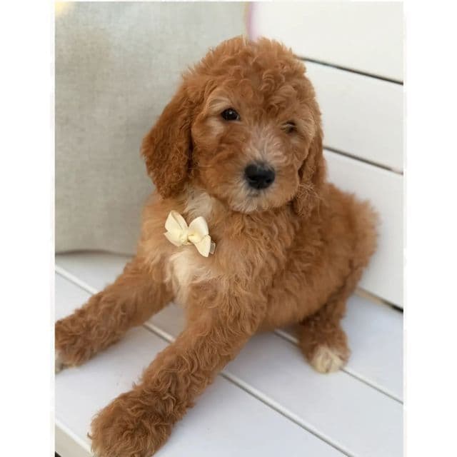 GINGER - Standard Poodle Male