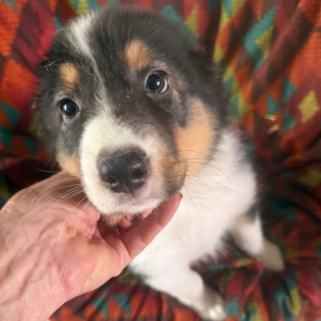 Jason - Australian Shepherd Female