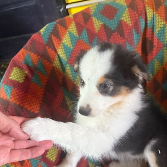 Jillian - Australian Shepherd Female
