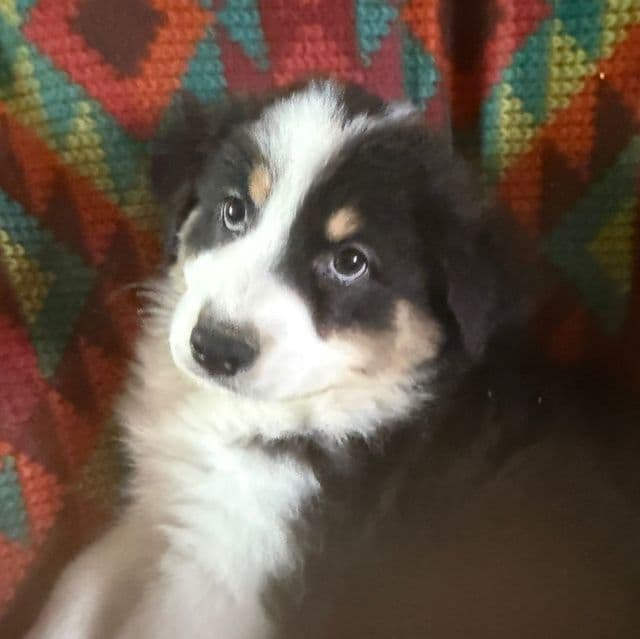 Jenny - Australian Shepherd Female