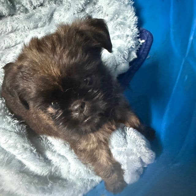 Spartan - Brussels Griffon Male