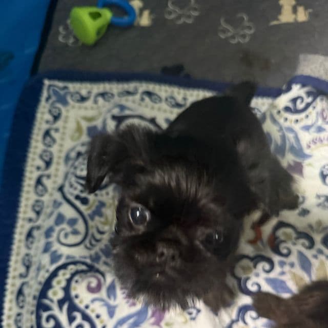 Sutton - Brussels Griffon Male