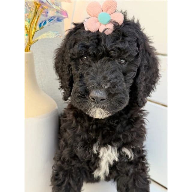 Rosemary - Standard Poodle Female