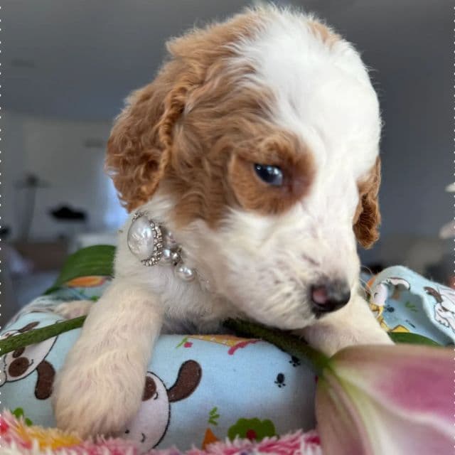 Freckles - Standard Poodle Female