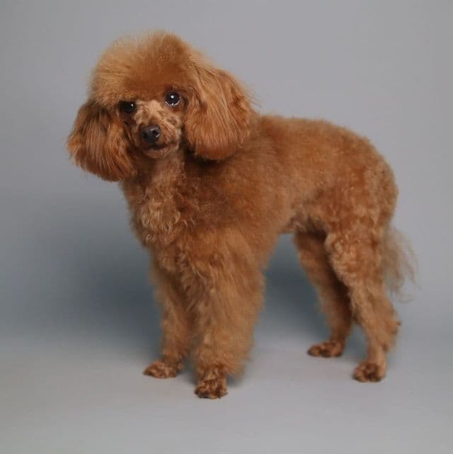 Lady Suzan - Toy Poodle Female
