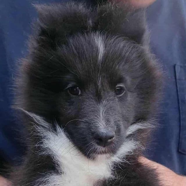 Flower - Shetland Sheepdog Female