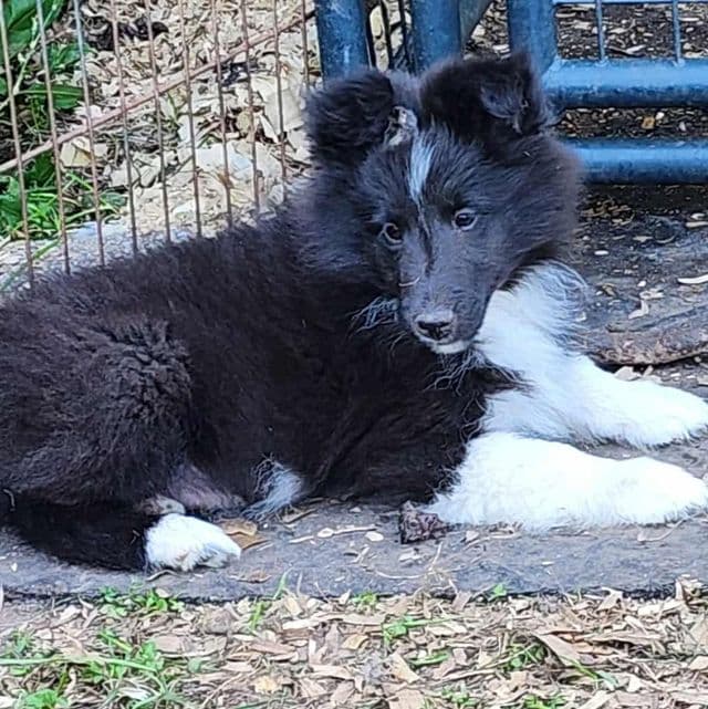 Billy - Shetland Sheepdog Male