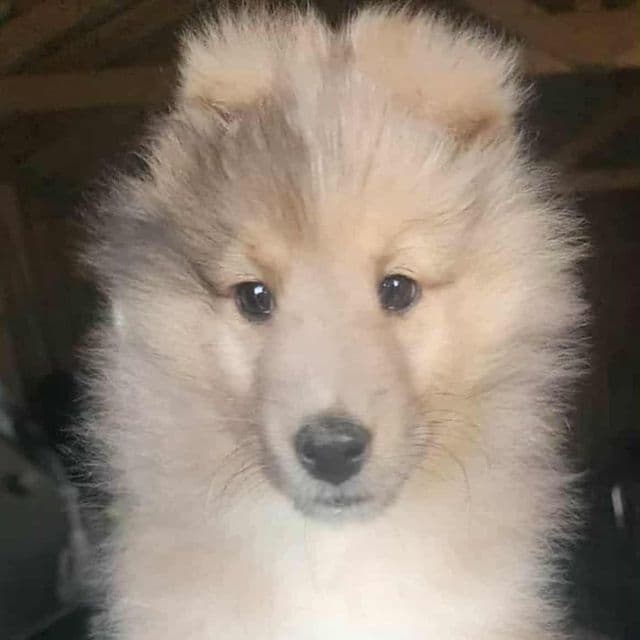 Sammy - Shetland Sheepdog Male