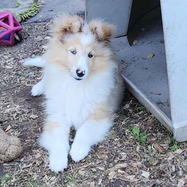 Dream - Shetland Sheepdog Female