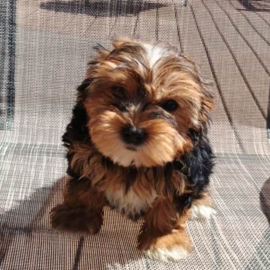 Yesha - Yorkshire Terrier Male
