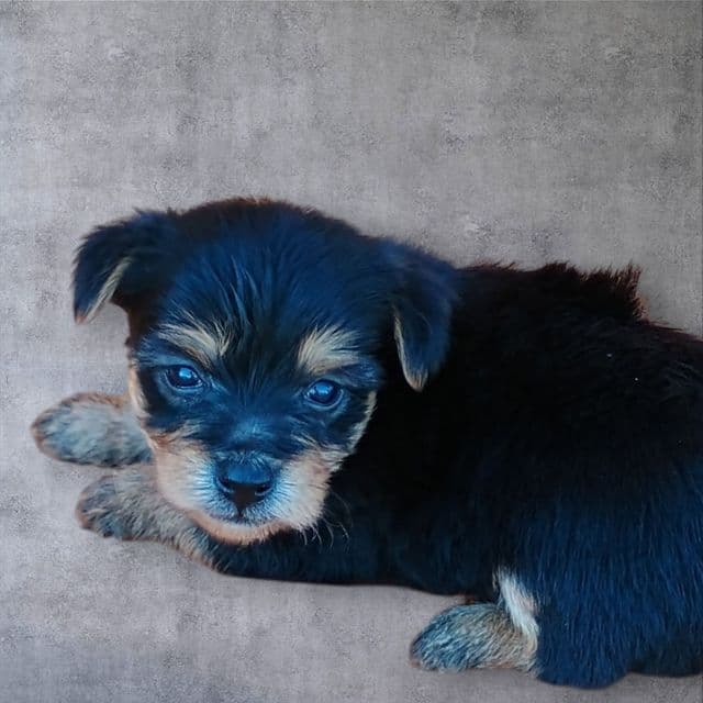Levi - Yorkshire Terrier Male
