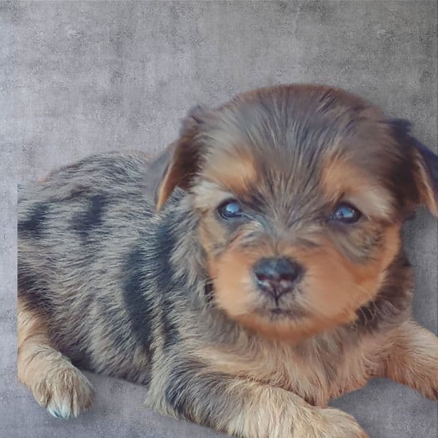 Nestle - Yorkshire Terrier Female