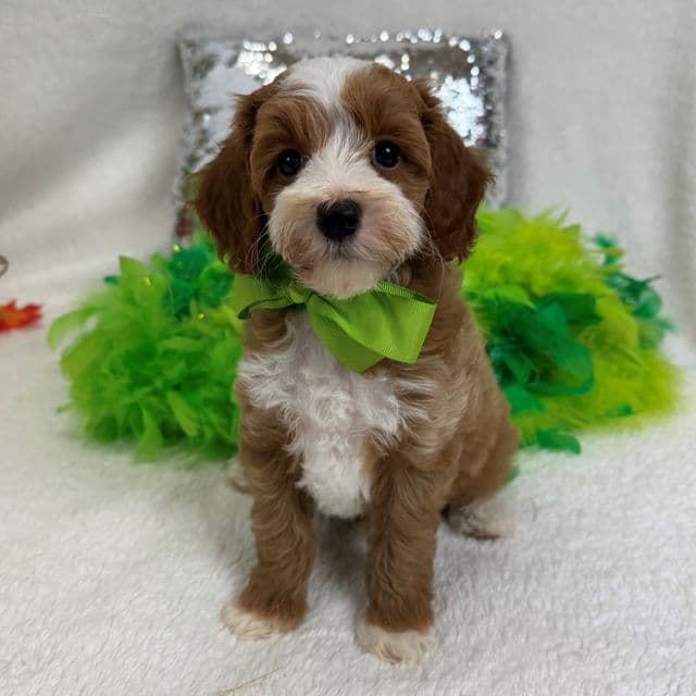 Molly's Green Boy - Maltipoo Male