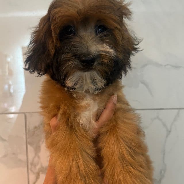 Rusty - Maltipoo Male