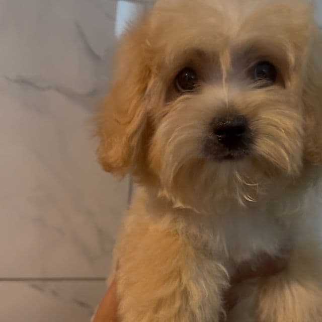 Butter - Maltipoo Male