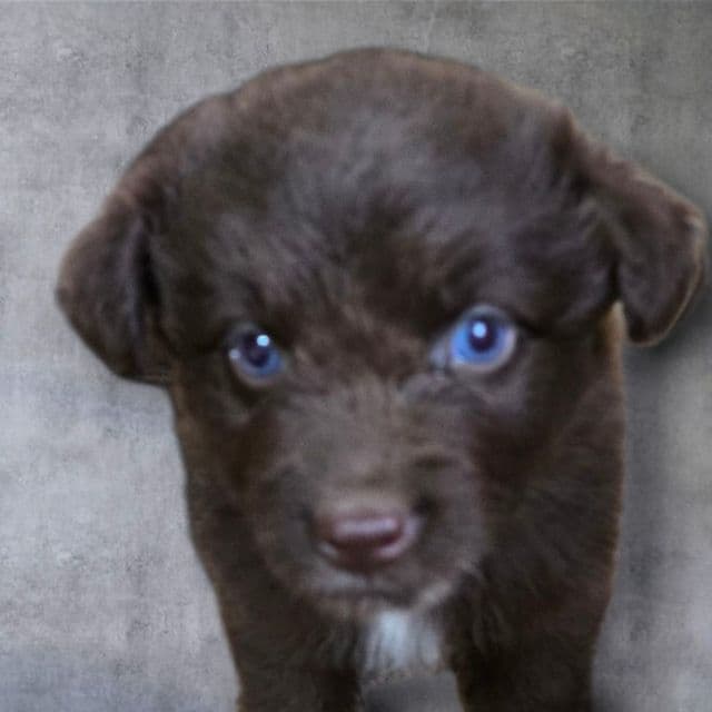 Ilene - Miniature American Shepherd (Mini Aussie) Female