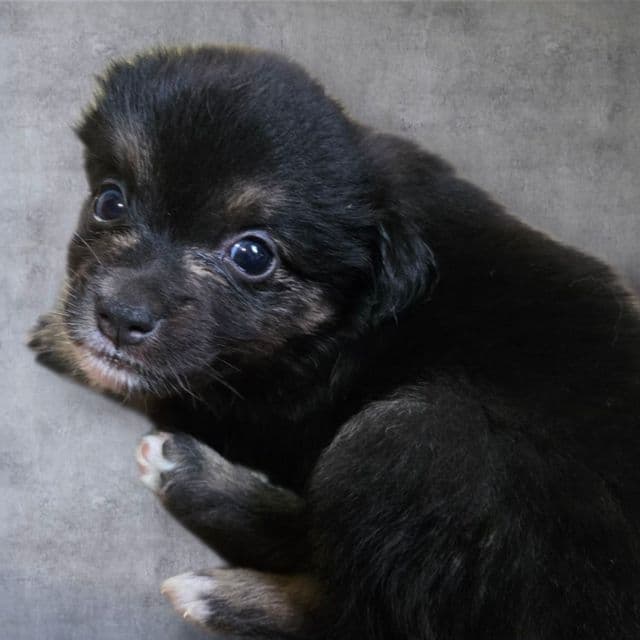 Indie - Miniature American Shepherd (Mini Aussie) Female
