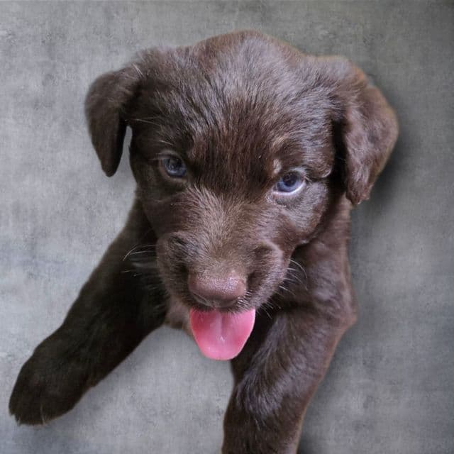 Ivan - Miniature American Shepherd (Mini Aussie) Male