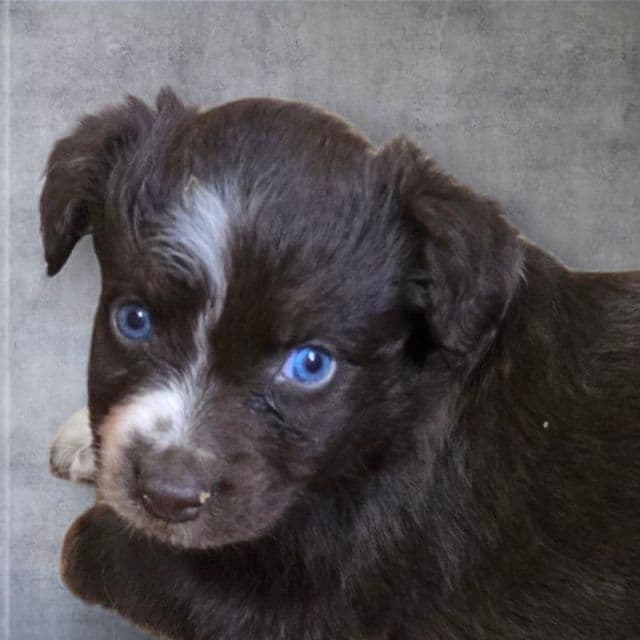 Isaac - Miniature American Shepherd (Mini Aussie) Male
