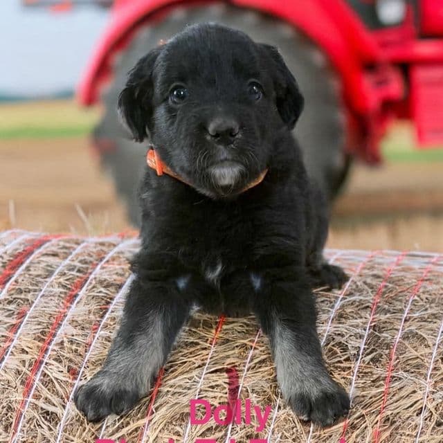 Dolly - Australian Shepherd Female