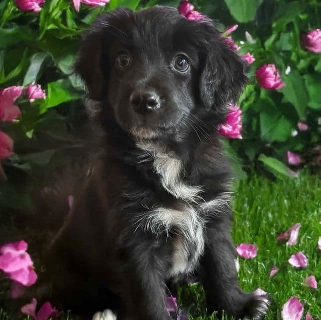 Bell - Australian Shepherd Female
