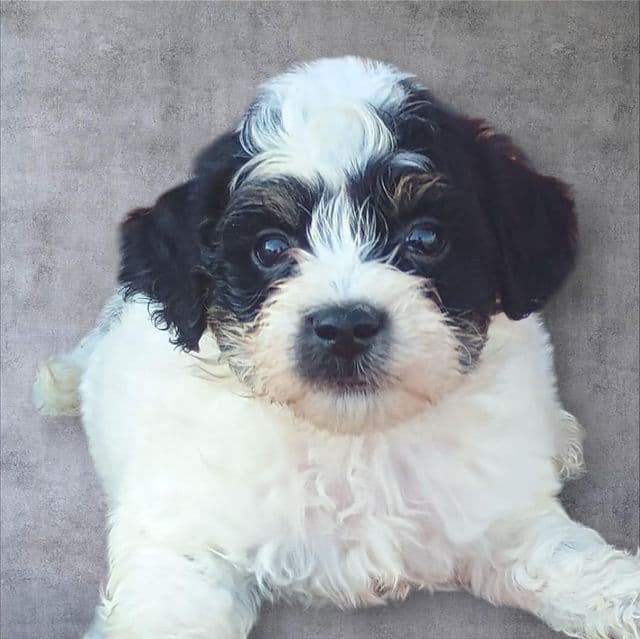 Monty - Maltipoo Male