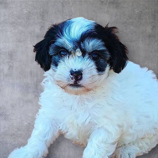 Marla - Maltipoo Female