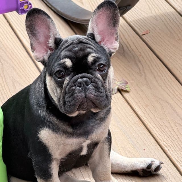 Black tan Boy  - French Bulldog Male
