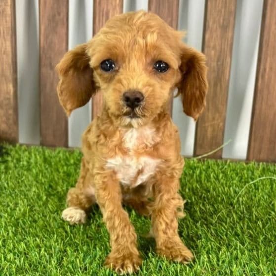 Tilly - Toy Poodle Female