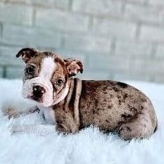 Chocolate Merle - Boston Terrier Male