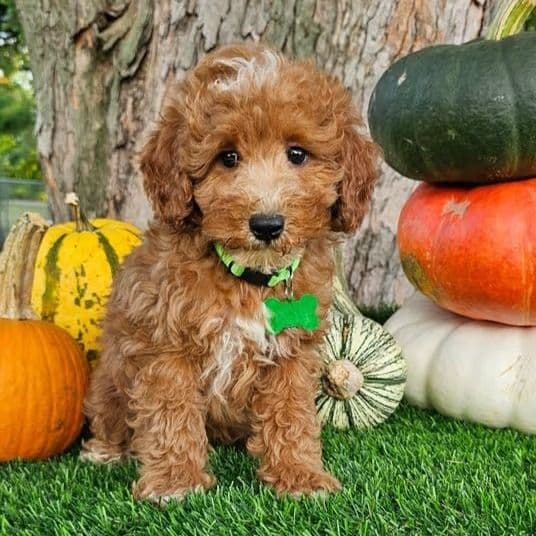 Farley (mini) - Toy Poodle Male