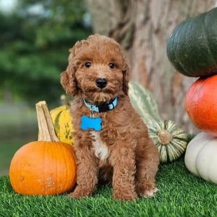 Mini Noah - Toy Poodle Male